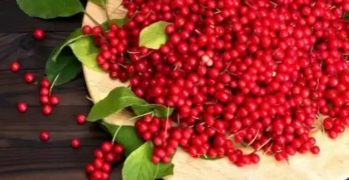 Schisandra Chinensis Extract: A Game-Changer for Skin Health